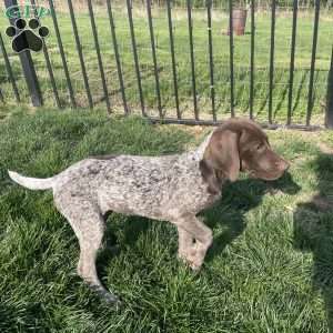LADY GODIVA, German Shorthaired Pointer Puppy